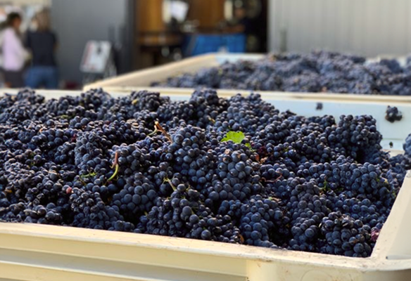 Grapes in a bin